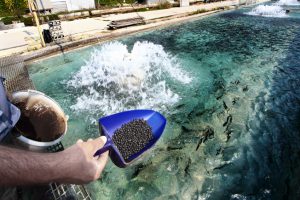 Man feeding the trouts swimming in a pool in a trout farm at Bussi, in Abruzzo. Other images in:
